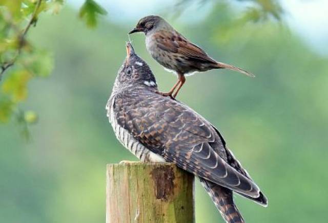 " 男:"因为……因为你那放屁声太响了,我没听清布谷鸟的叫声……"