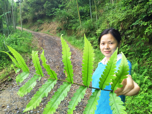 在农村长大的小伙伴都吃过蕨菜吧,蕨菜