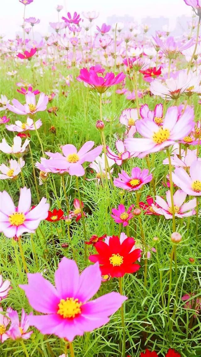 句容来了一座土耳其热气球小镇,还有浪漫花海!