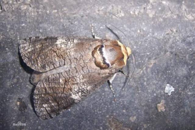 杜仲害虫防治——豹纹木蠹蛾