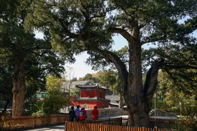 大觉寺古树