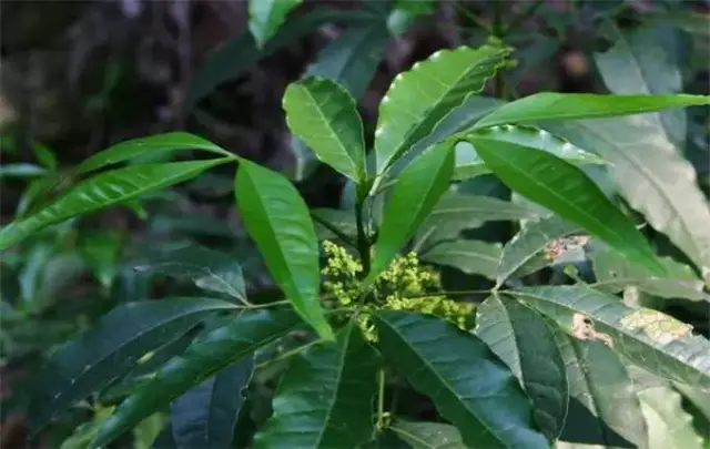 三丫苦学名三桠苦,产于我国台湾,福建,江西,广东,海南,广西,贵州及