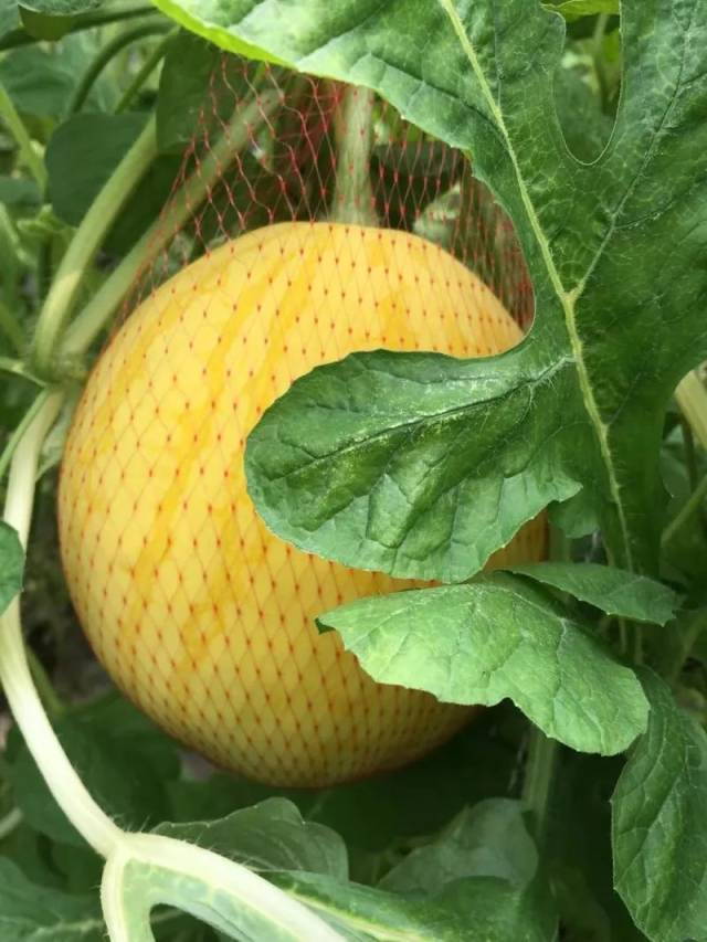 五彩袖珍西瓜免费送亲子采摘活动赶紧带娃出发