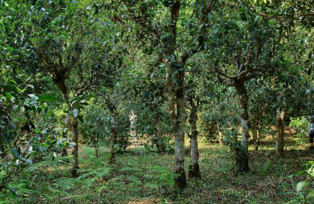 景迈古树茶的特点