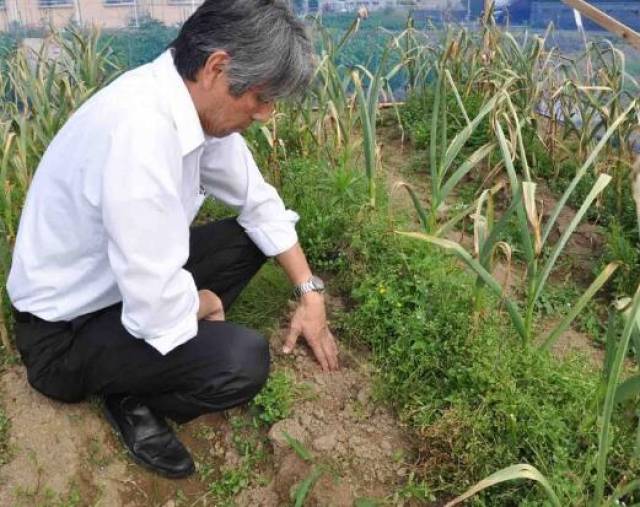 日本频发偷菜案 菜农积极性遭重挫