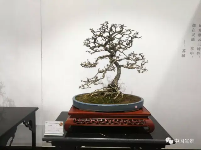 拓木盆景图片,柘木盆景参展,拓树盆景图片_大山谷图库
