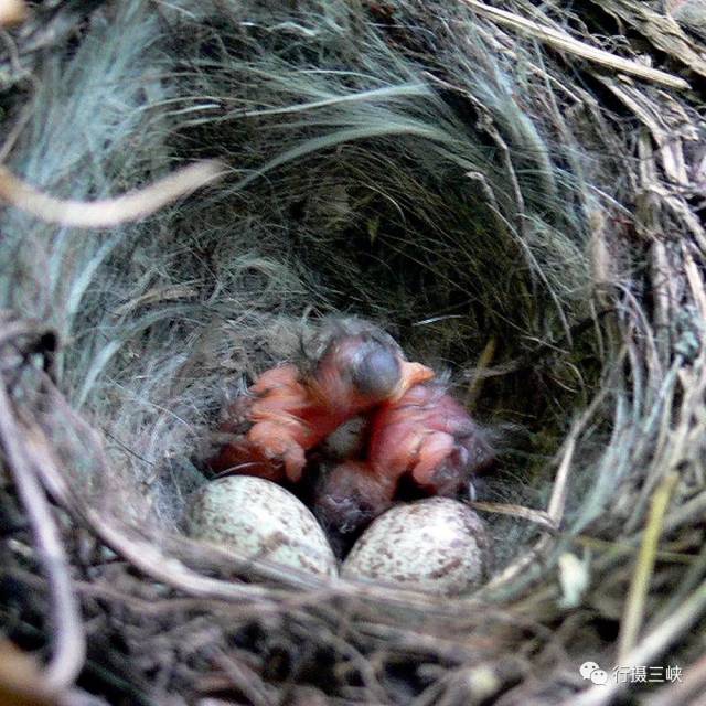 【实拍】从鸟蛋到小鸟,诞生全过程