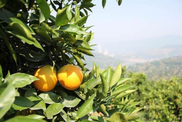 【美丽中国长江行】奉节白帝镇:小小"黄金果" 扶贫大能量