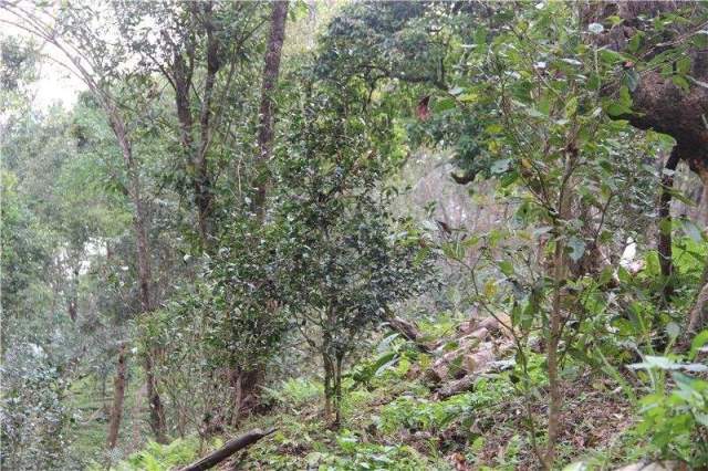 曼松真正古树普洱茶——独一无二,异香天成_手机搜狐网