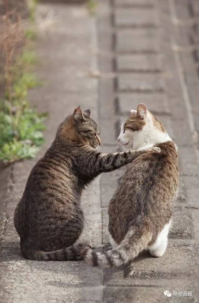 搞笑猫咪图片集锦,每一张都那么有趣!