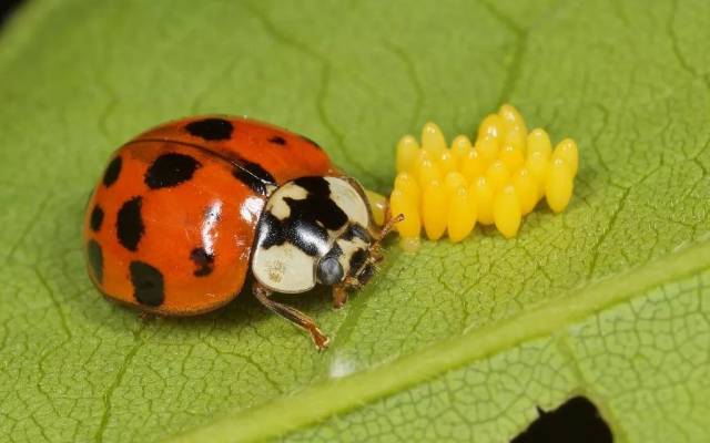 前面我们说过瓢虫分植食和肉食科普大作战,谁告诉你的只有七星瓢虫才