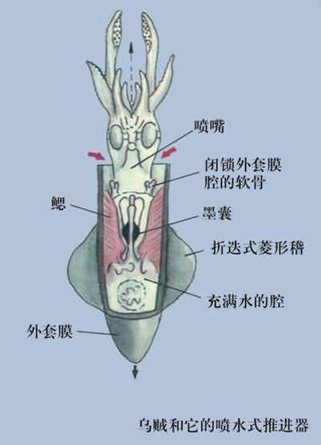 其形成原理和虾头变黑一样