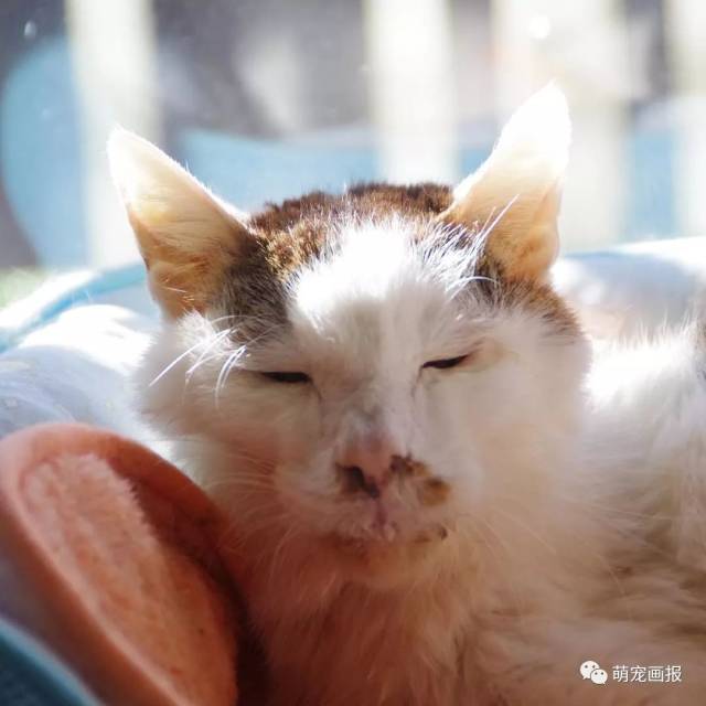 还记得丑猫羊羹君吗,希望它在喵星过得快乐_手机搜狐网