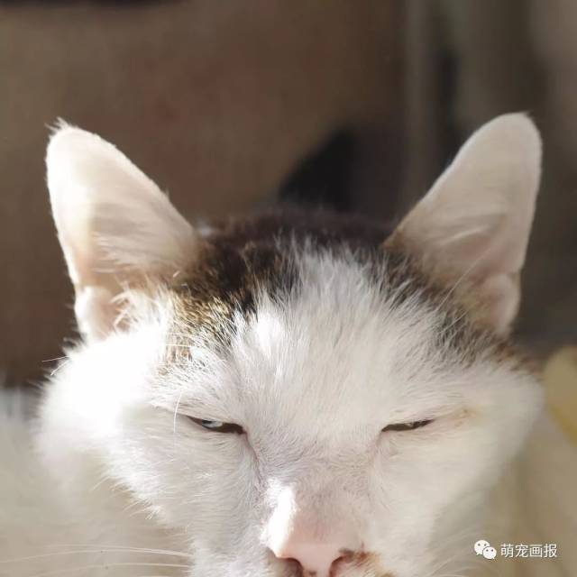 还记得丑猫羊羹君吗,希望它在喵星过得快乐_手机搜狐网