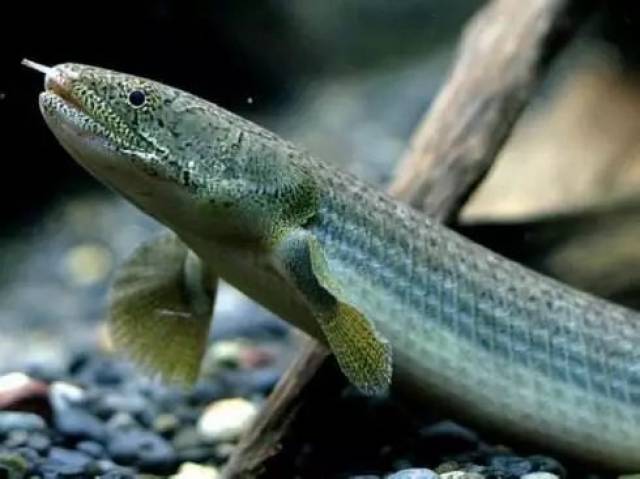 每天认识一种鱼(238)丨多鳍鱼:恐龙般的存在