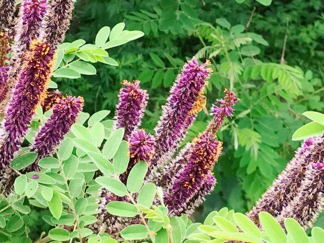 五月里的紫穗槐