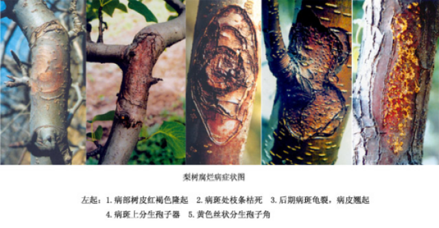 小谈梨树腐烂病治疗好办法