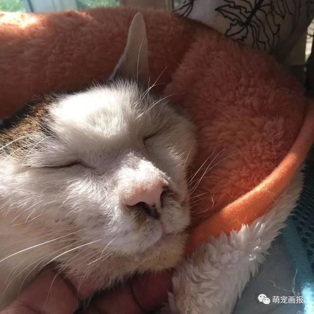 还记得丑猫羊羹君吗,希望它在喵星过得快乐_手机搜狐网