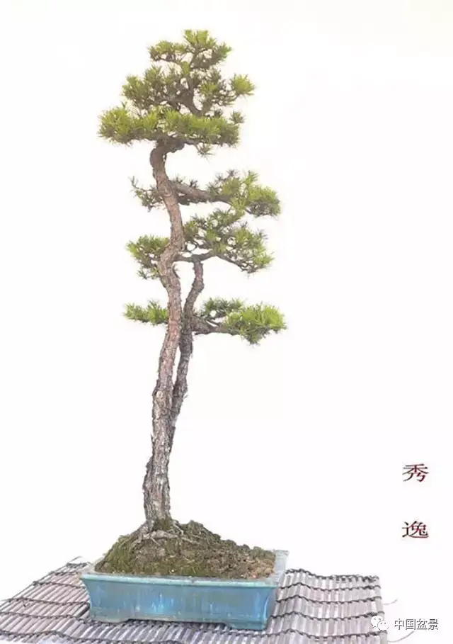 读韩学年老师作品有感——文人树个人之见