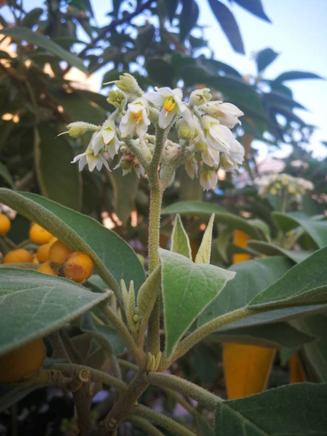 看似像菸草花葉,結果卻成假菸葉樹,你可記得老家田頭路邊的花?