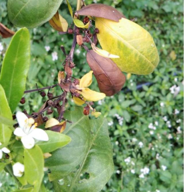 南方连续降雨,你家柑橘园炭疽病没找上门?