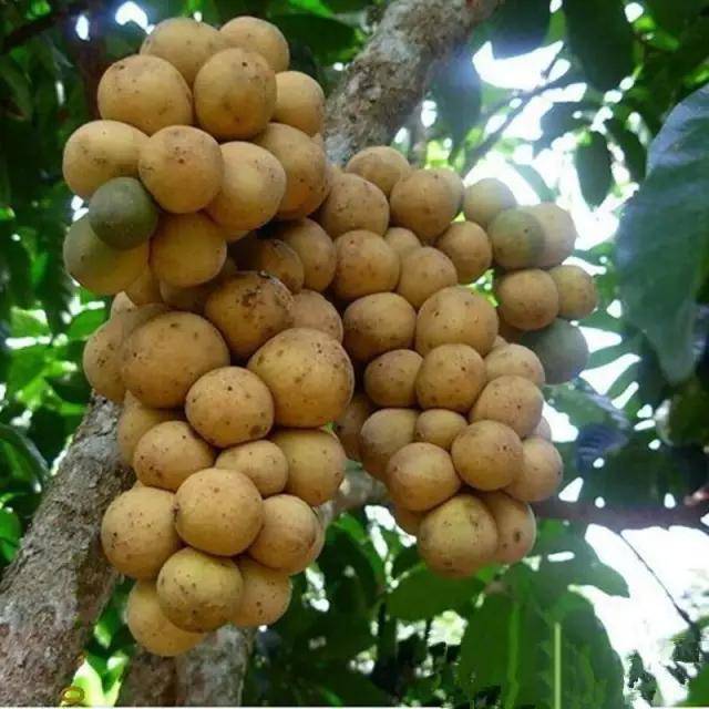 有一种水果,味道是爱情_手机搜狐网