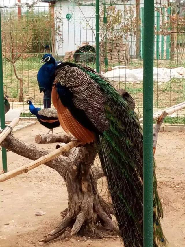 羊驼,孔雀,小鹿等各种可爱的小动物 期待你的到来 在里口山高耸的山峰