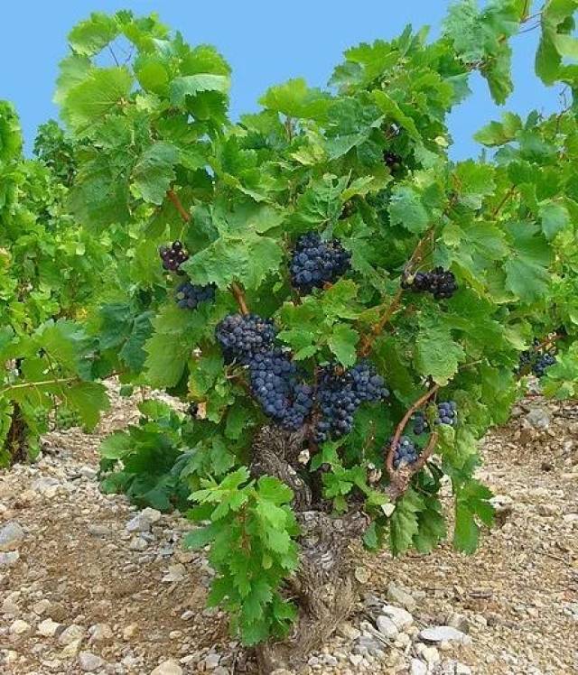 葡萄植株.图片:h. zell / wikimedia