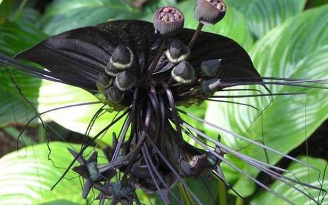 在野外可以偶遇的恐怖植物,分分钟可以写进玄幻小说