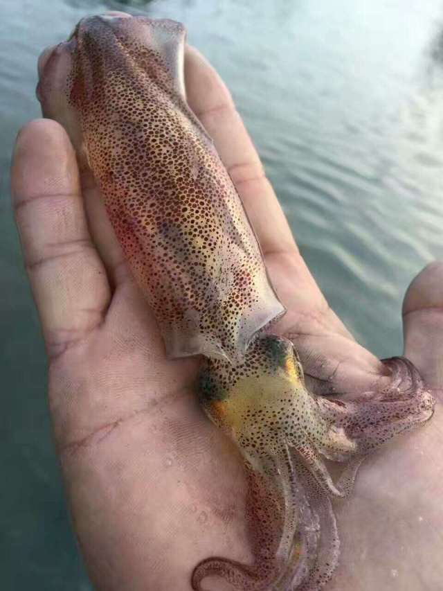 东山岛海鲜活小管有人说都是小管小鱿鱼口感差距为什么就那么大?