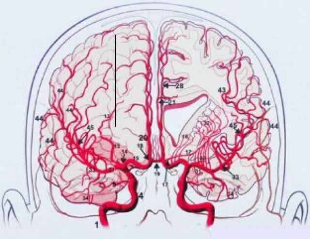 脑血管大体走行及血供部位解剖