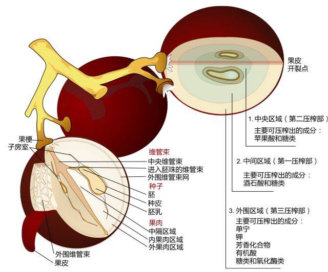 果核结构图片