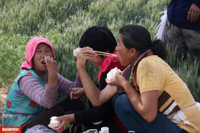 村民抽蒜薹日赚300元,一天干14小时午饭地头啃馒头