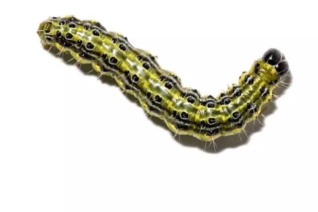 今年荷兰橡树毛毛虫来得早,6月份将造成滋扰_手机搜狐网