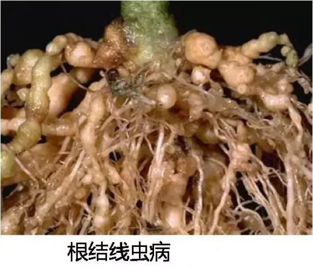 2,线虫大量发生原因