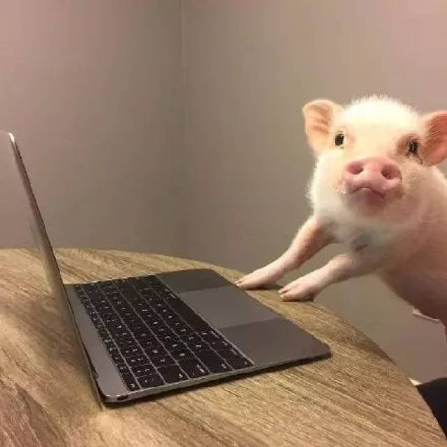 今天就跟猪杠上了_手机搜狐网