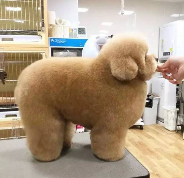 小型犬真的不能胖啊!一胖就成了