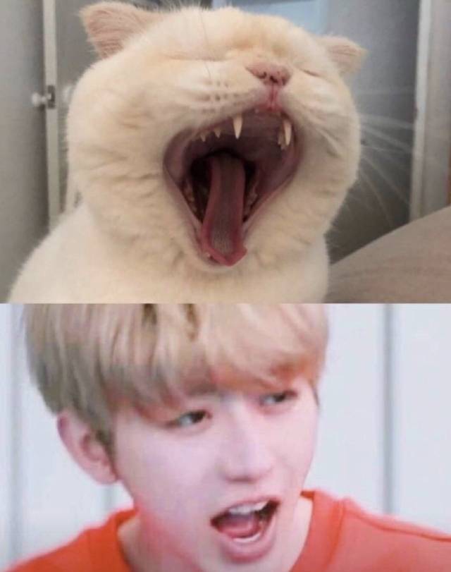 蔡徐坤猫颜台上小老虎台下小奶猫粉丝们喜欢养哪一只