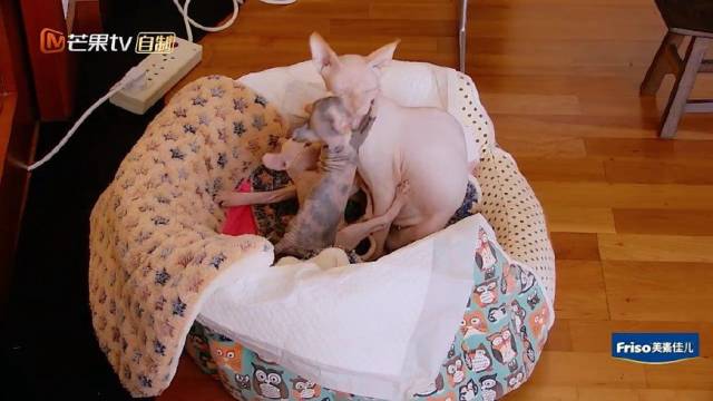 霍思燕家的小无毛猫都这么大了,说它丑的人估计这辈子都买不起吧