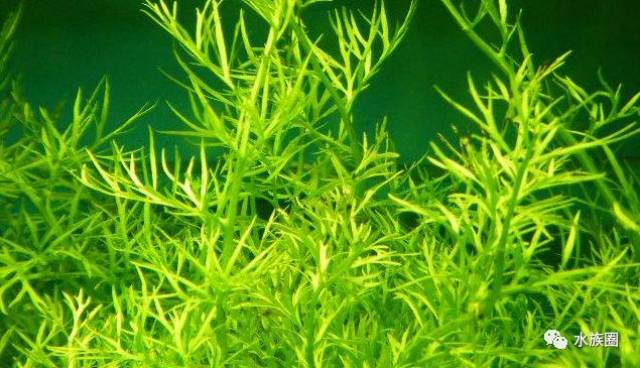水草资料 | 水中的蕨类--水芹(5种)