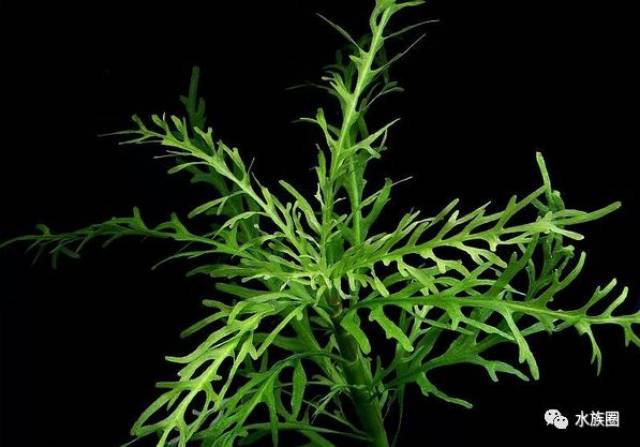水草资料 | 水中的蕨类--水芹(5种)