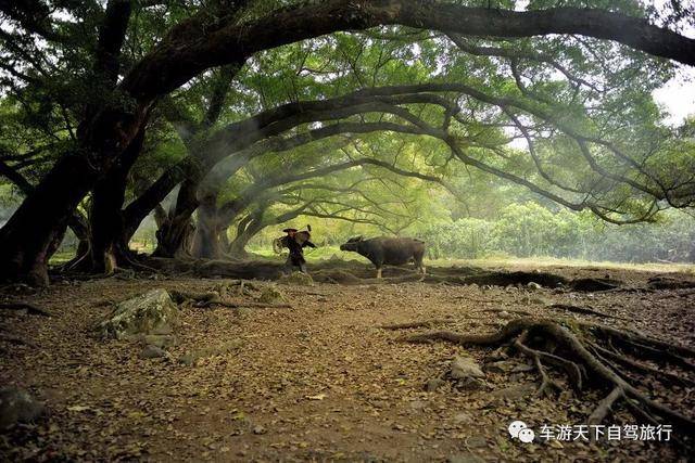 不知从何时起,这几株老榕树再配上穿梭游走于树下的老汉老妈老水牛,便