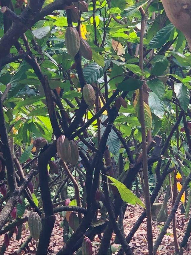 葱葱绿海,婆娑树影,幽幽果香.