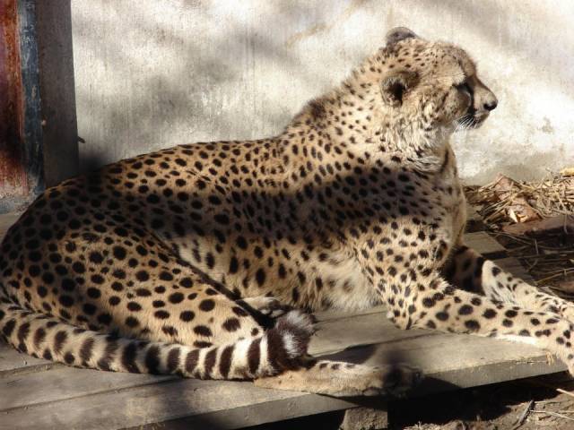 猎豹胖成虎,虎胖成球,雄性豹子被误认怀孕