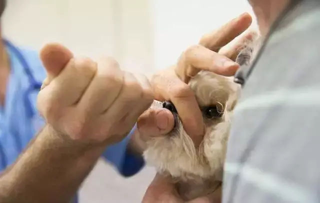 因本病多流行于亚洲地区,故又称东方眼虫病.近日,山东