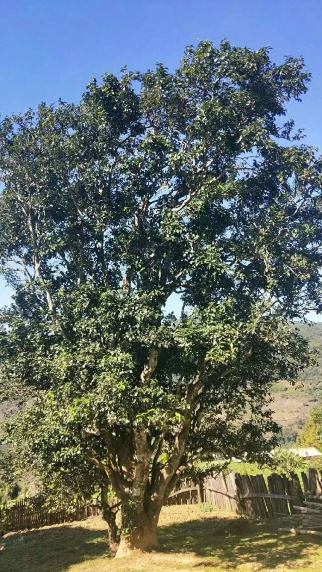 为普洱澜沧"邦崴千年古茶王"上五千万保险