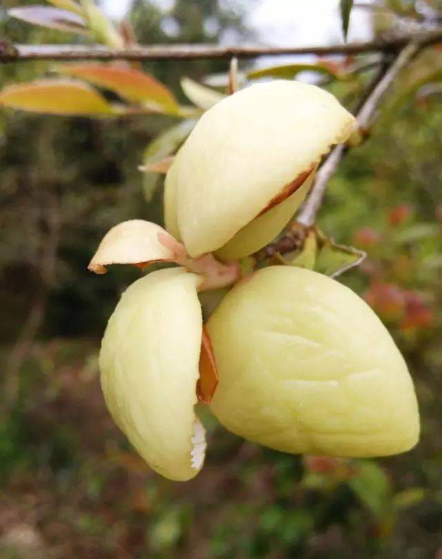 流口水!来一波云南夏天的野果子