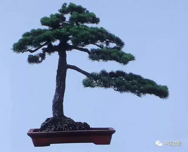 微型组合盆景《闻幽图》——上海王元康