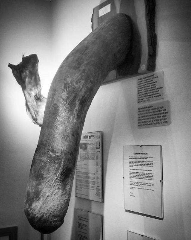 看完20个全球最奇葩的博物馆三个竟然跟上海有关