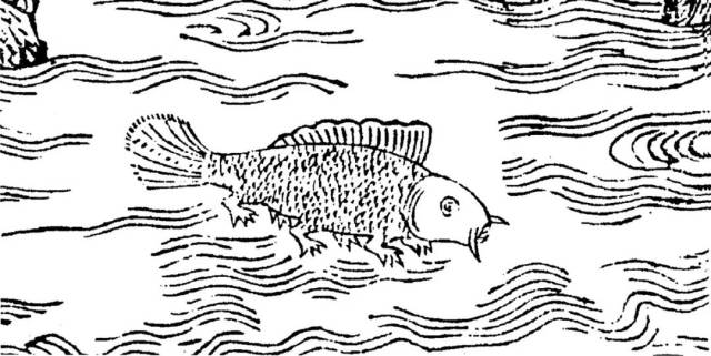 山海经鮯鮯鱼图片